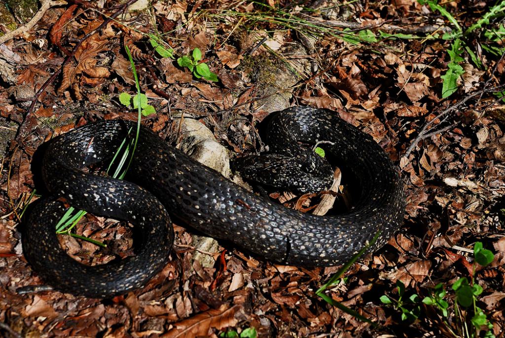 Natrix natrix melanotica